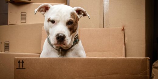 11 Tips For Moving With Pets