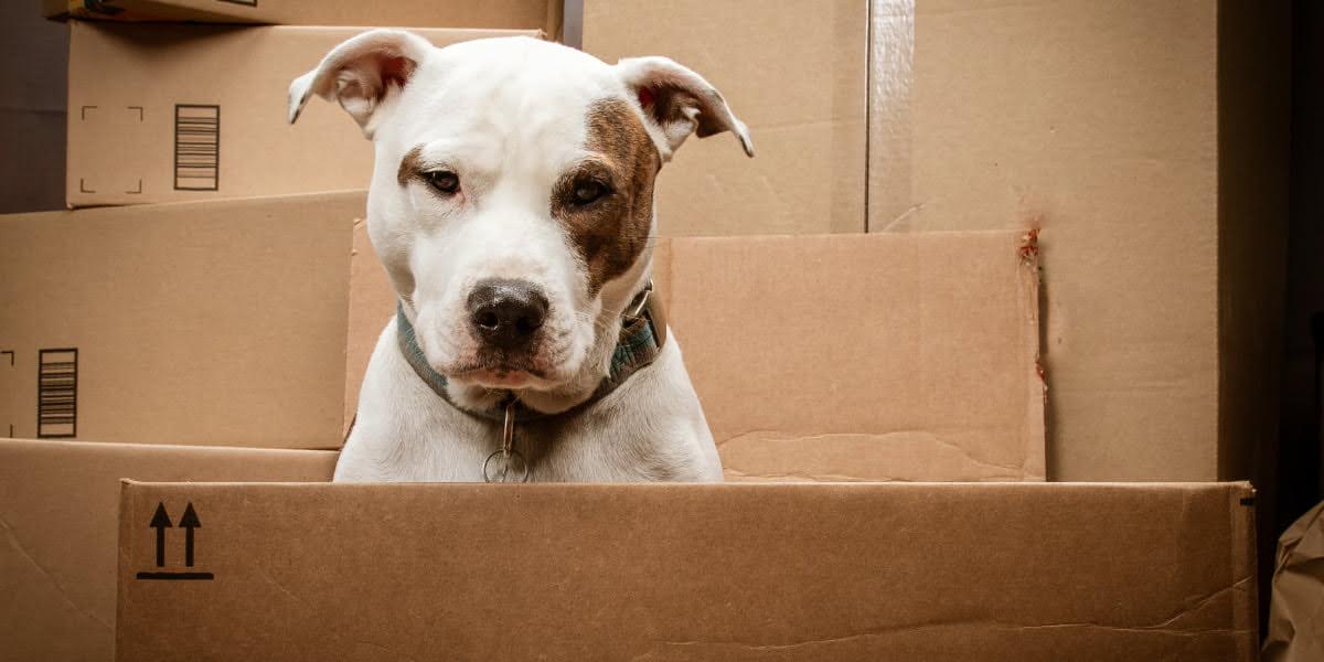 11 Tips For Moving With Pets